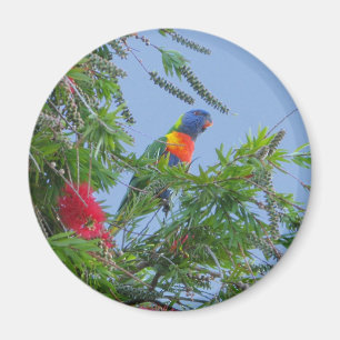 Íman Arco-íris Lorikeet