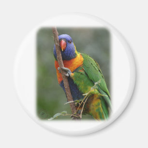 Íman Arco-íris Lorikeet 9Y209D-177