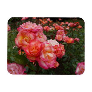 Íman Arco-Íris Sorbet Rosa nº 4 Fotografia Magnet
