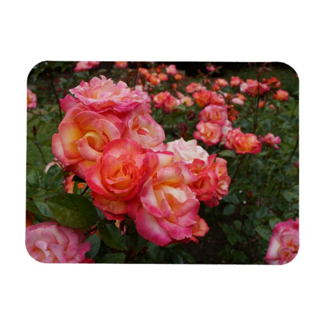 Íman Arco-Íris Sorbet Rosa nº 4 Fotografia Magnet (Horizontal)