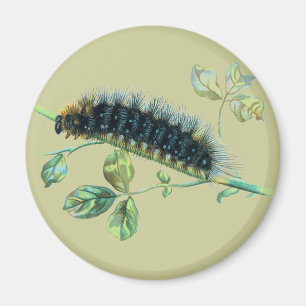 Íman Arctia caja caterpillar