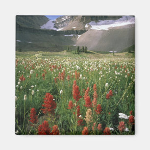 ÍMAN ÁREA SILVESTRE DE MOUNT TIMPANOGOS, UT, EUA,