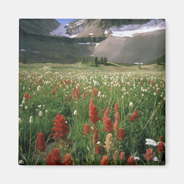 ÍMAN ÁREA SILVESTRE DE MOUNT TIMPANOGOS, UT, EUA, (Frente)