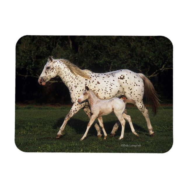 Íman Areia e Pé Appaloosa no campo (Horizontal)