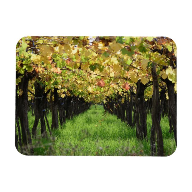 Íman Argentina, Mendoza, Fila De Uvas Em Vinha (Horizontal)