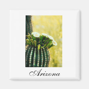 Íman Arizona saguaro floresce