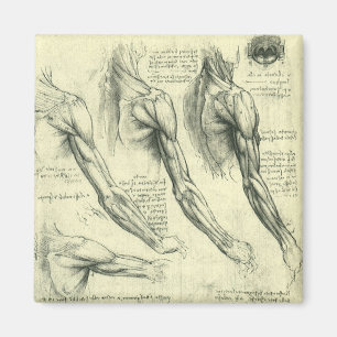 Íman Arm e Anatomia do Ombro por Leonardo da Vinci
