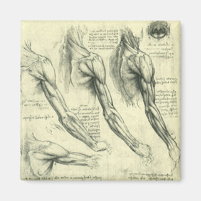 Íman Arm e Anatomia do Ombro por Leonardo da Vinci (Frente)