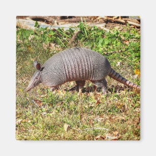 Íman Armadillo
