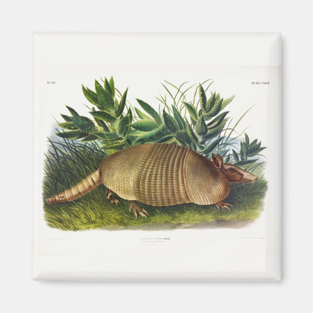 Íman Armadillo de nariz longo de nove pela Audubon (Frente)