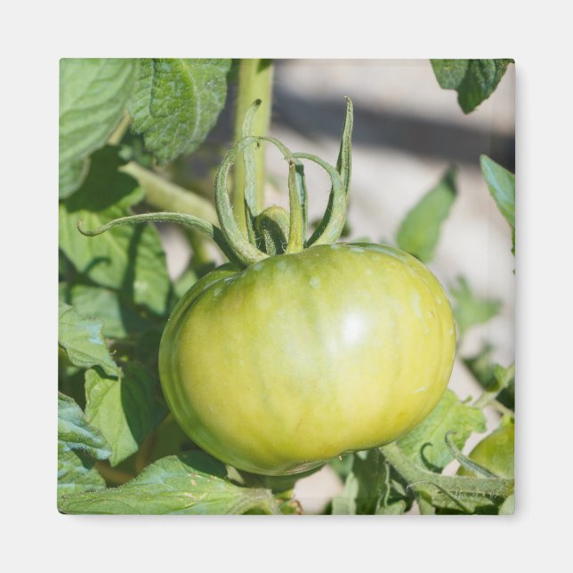 Íman Aroma de tomate num pomar (Frente)