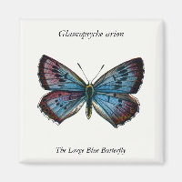 Aron Glaucopsyche - A Grande Borboleta Azul