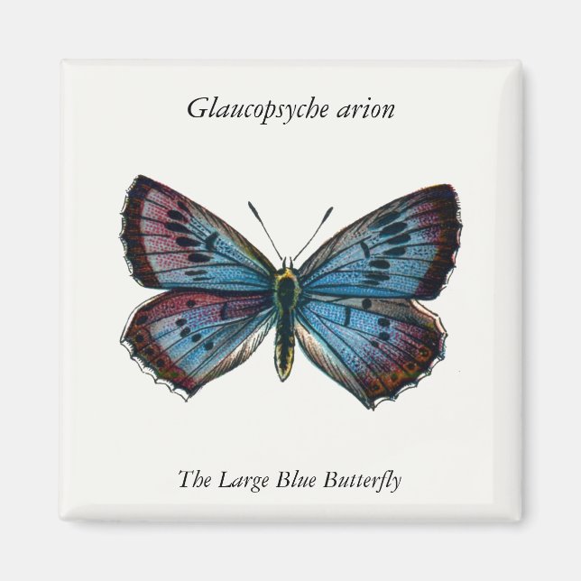 Íman Aron Glaucopsyche - A Grande Borboleta Azul (Frente)