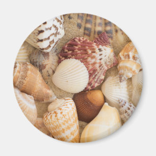 Íman Arranjo do Seashell