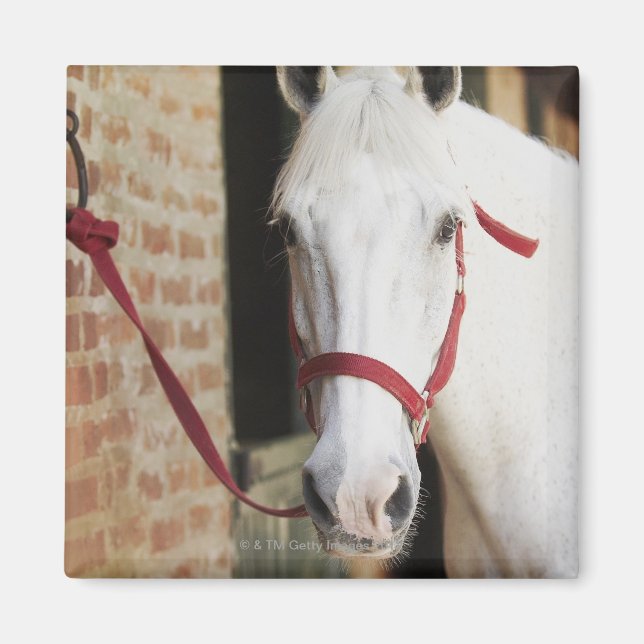 Íman Arranque de um cavalo 2 (Frente)