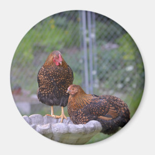 Íman Arredondar Magnet De Frango