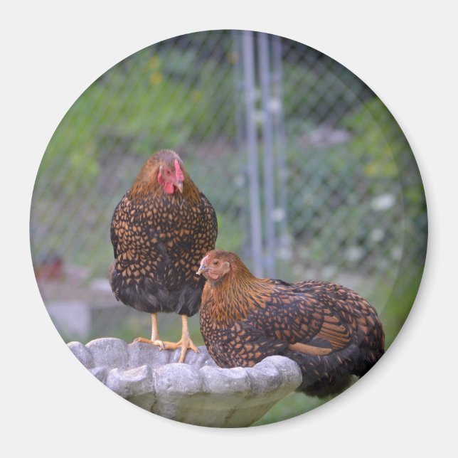 Íman Arredondar Magnet De Frango (Frente)
