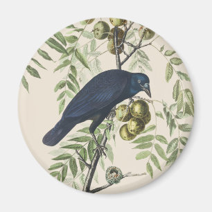 Íman Arte da Natureza do Corvo Americano Audubon Vintag