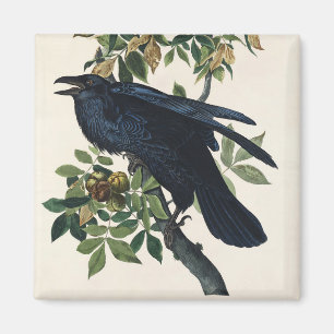 Íman Arte da Natureza do Corvo de Audubon Vintage