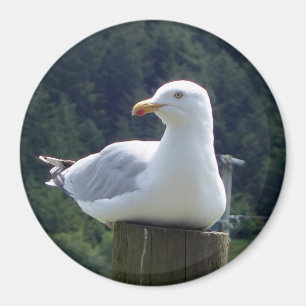 Íman Arte de Ave Costeira em Repouso Gaivota Círculo Fo