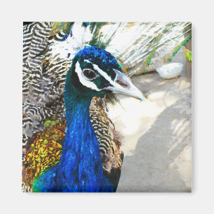 Íman Arte de Ave e Pena de Pavão Elegante
