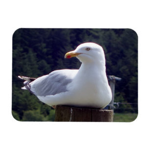 Íman Arte de Cena de Vida Selvagem de Gaivota Costeira 