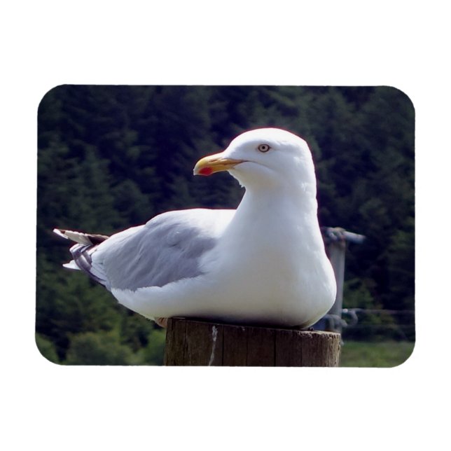 Íman Arte de Cena de Vida Selvagem de Gaivota Costeira  (Horizontal)