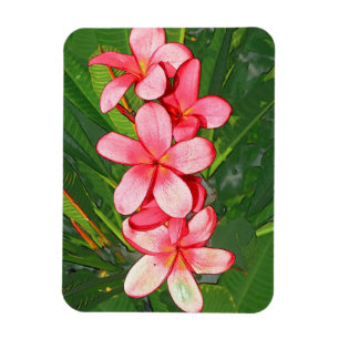 Íman Arte de Frangipani Tropical Rosa