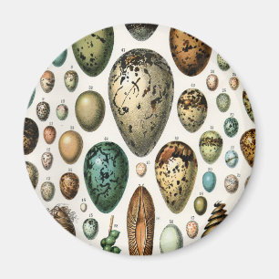 Íman Arte de Ovos de Pássaros da Academia Sombria Vinta