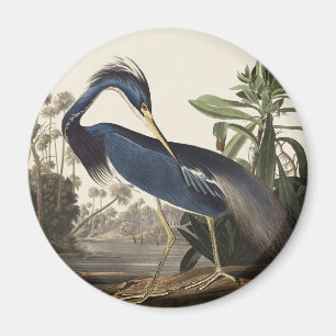 Íman Arte de Pássaro da Garça da Louisiana de Audubon V