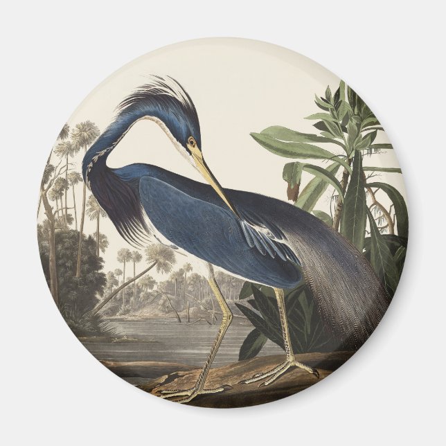 Íman Arte de Pássaro da Garça da Louisiana de Audubon V (Frente)