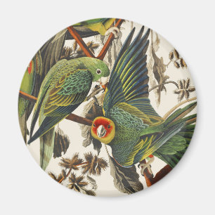 Íman Arte de Pássaro Periquito da Carolina Audubon Vint