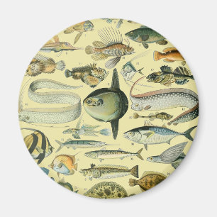 Íman Arte De Pesca Científica Dos Peixes Vintage