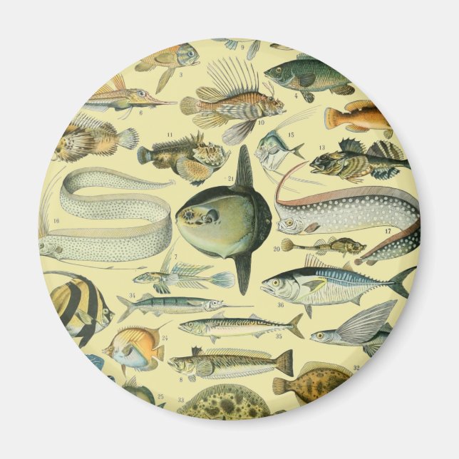 Íman Arte De Pesca Científica Para Peixes Vintage (Frente)
