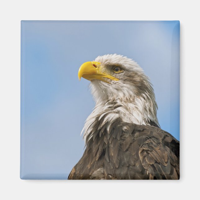 Íman Arte de retrato da vida selvagem da águia american (Frente)