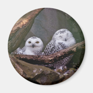 Íman Arte de vida selvagem da coruja da neve no bosque