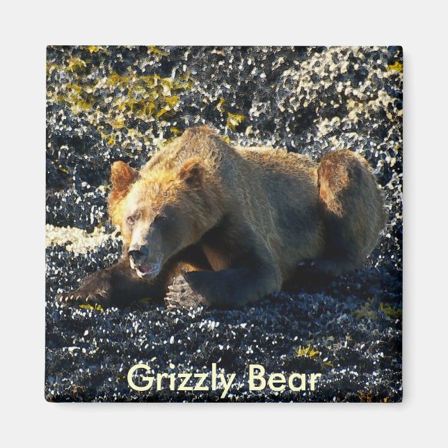 Íman Arte do Urso Grizzly (Frente)