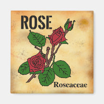 arte em linha de Rosa Vermelha estilo papel envelh