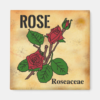 Íman arte em linha de Rosa Vermelha estilo papel envelh