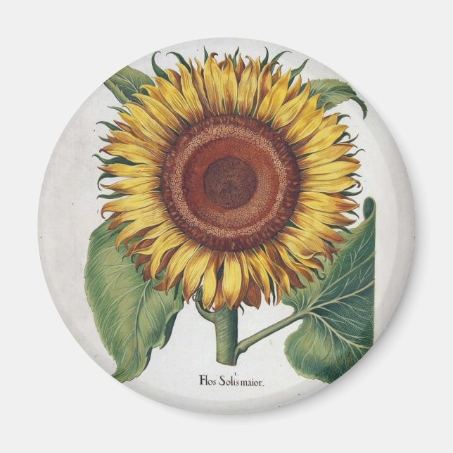 Íman Arte Floral de Girassol Vintage Damask (Frente)