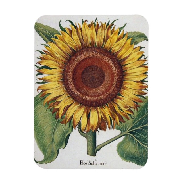 Íman Arte Floral de Girassol Vintage Damask (Vertical)