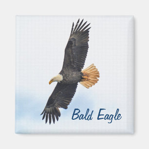 Íman Arte Fotográfica Bald Eagle Wildife