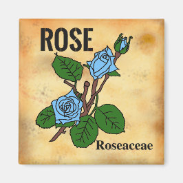 Íman arte linear de Rosa Azul estilo papel envelhecido 