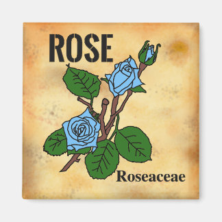 Íman arte linear de Rosa Azul estilo papel envelhecido