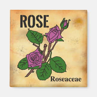 Íman arte linear de Rosa Rosa estilo papel envelhecido