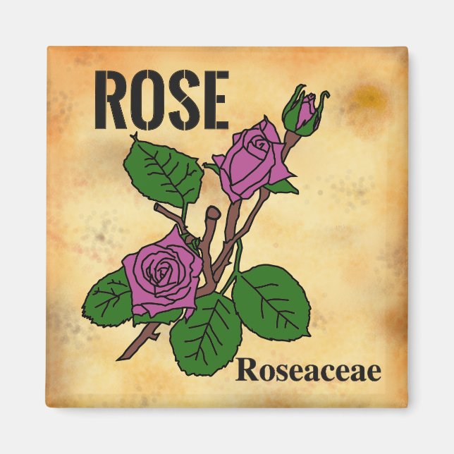 Íman arte linear de Rosa Rosa estilo papel envelhecido  (Frente)