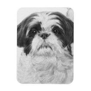 Íman Arte preto e branco de Shih Tzu