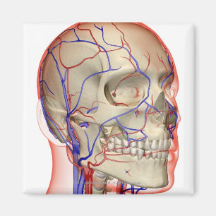 Íman Artérias e veias na cabeça e no pescoço