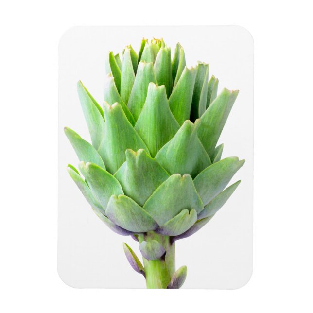 Íman Artichoke (Vertical)