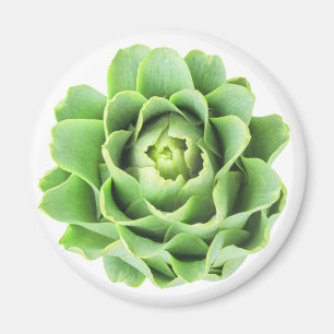 Íman Artichoke